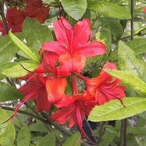 'Plumleaf' Azalea (R. prunifolium)